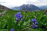 95 Scilla bifolia